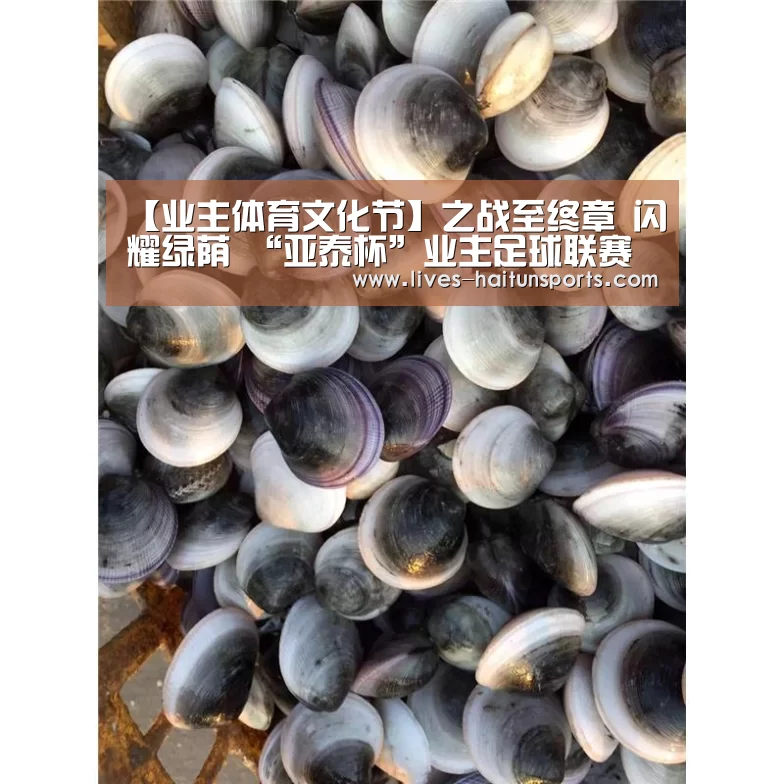 海豚直播nba直播免费观看