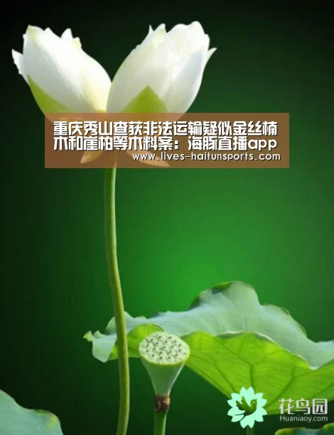 海豚直播nba直播免费观看